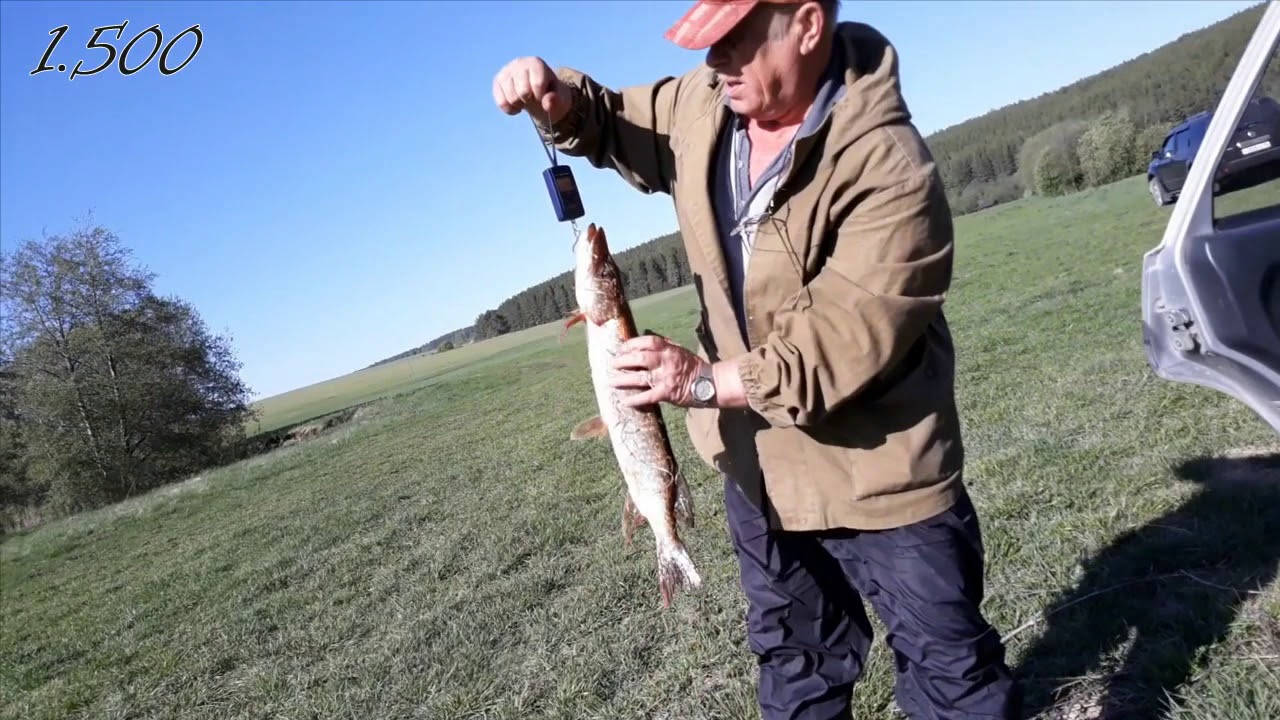 Щука на живца в мае, река Реж — Пётр в ударе, взял четырёх