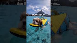 Biggest GAME CHANGER 😎🌴 #shihtzu #shihtzupuppy #shihtzulover #dog #pet
