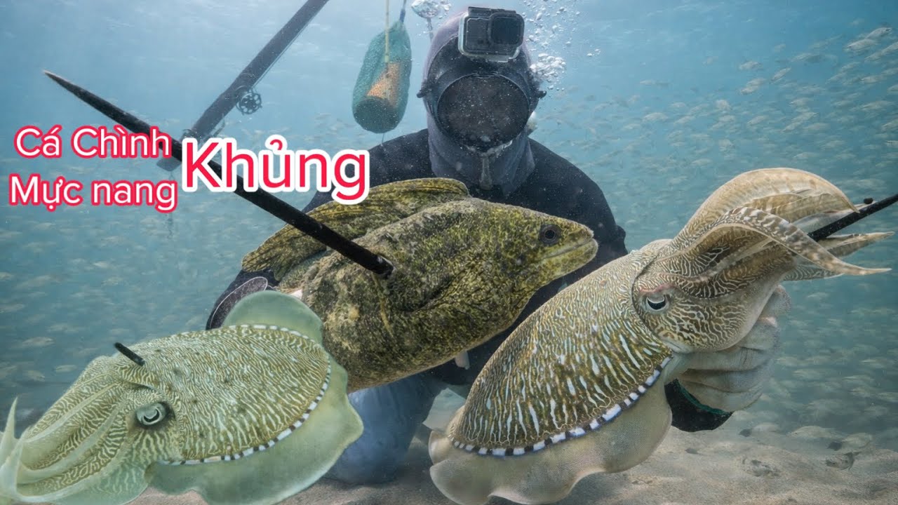 Lặn Biển Trúng Bầy Mực Nang & Cá Chình To | Tập 30