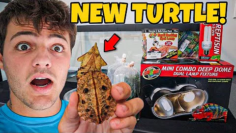 Buying MOST EXPEN$IVE BABY TURTLE for My NEW TANK!!