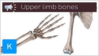 7 most difficult to pronounce bones of the upper limb | Anatomical Terms Pronunciation by Kenhub