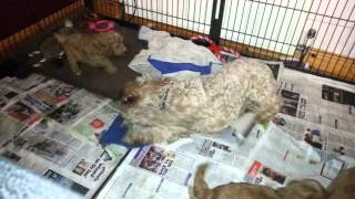 Cockapoo puppies 5 weeks old by Natalie AC 2,075 views 10 years ago 3 minutes, 24 seconds