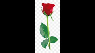 Bitki Resimleri. Tarladan, Bahçeden Ve Çevreden Karışık Bitki Resimleri.