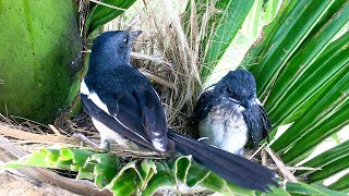 This Baby Bird Likes to Sleep Vertically! (14) – Magpie-robin Chick Preparing to Leave the Nest E258