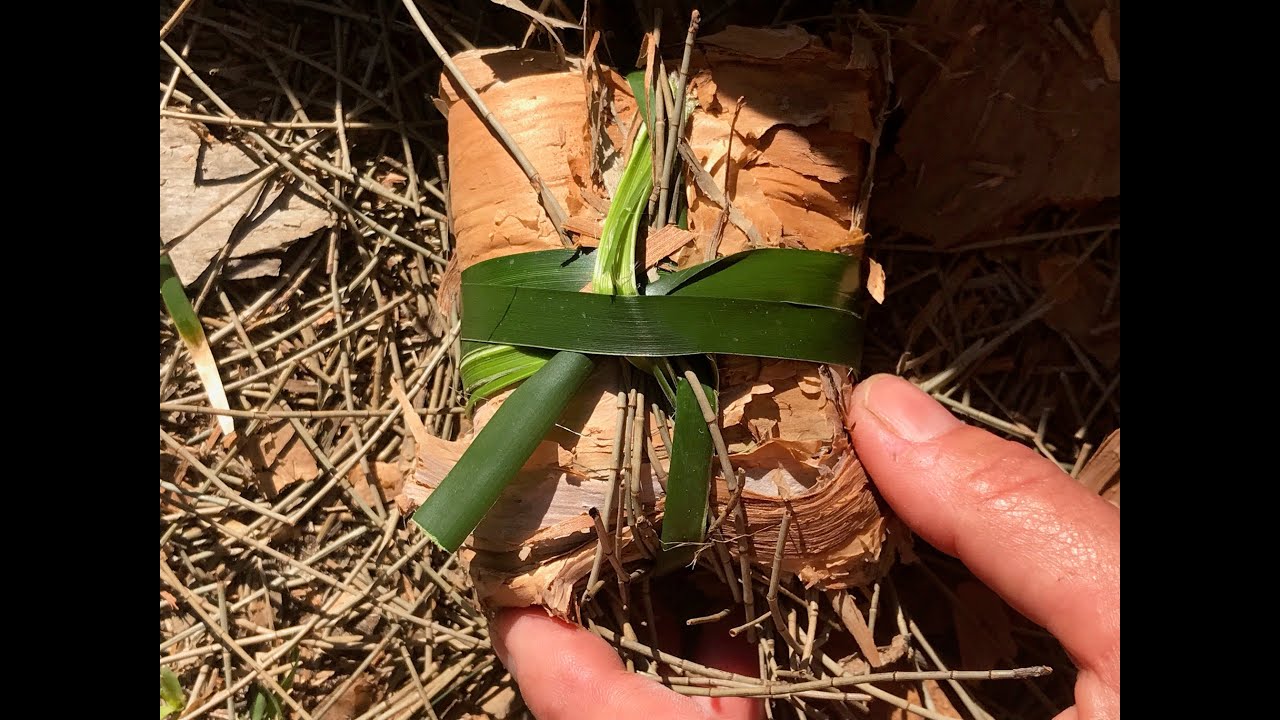100 Gone  -  Catherine Lane Australia