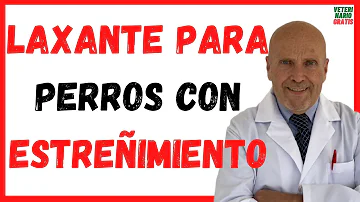 ¿Qué es un laxante natural para perros?