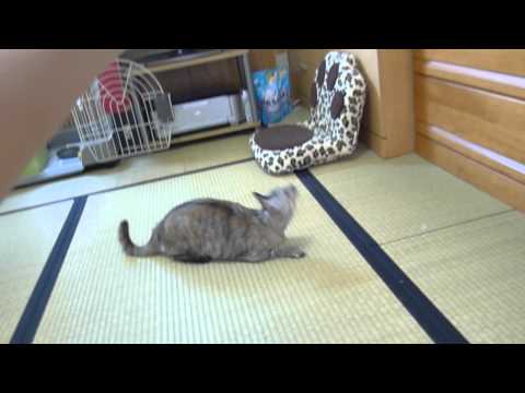 楽しそうに遊ぶ猫