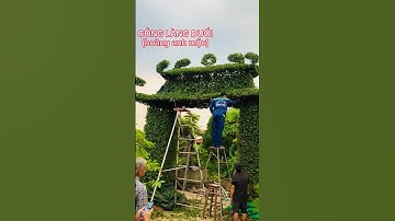 cổng làng duối quá đẹp #bonsai #caycanh #huongsacdosinh #namlê