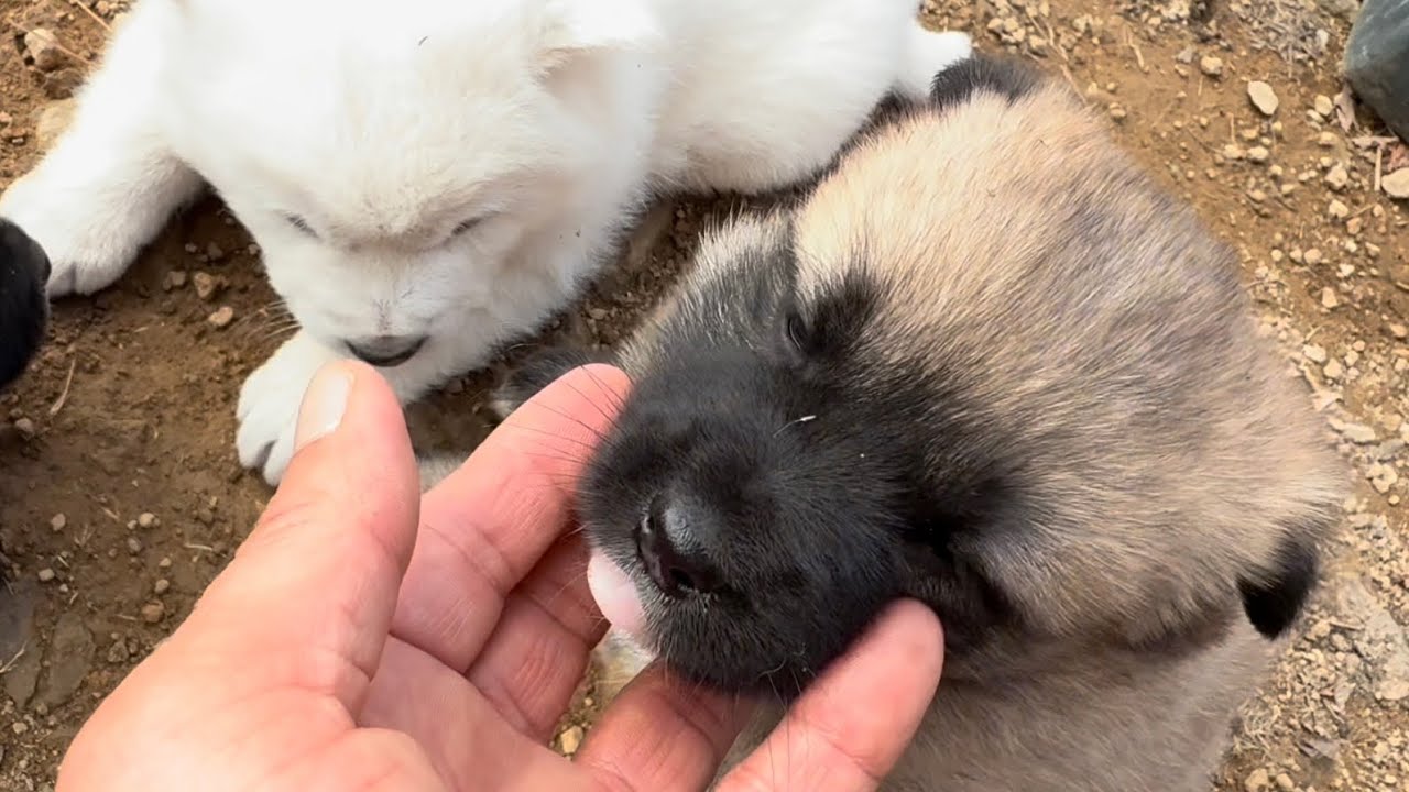 통통 강아지들