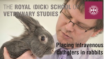 Placing intravenous catheters in rabbits