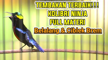 SEKALI PUTAR KONIN APAPUN PASTI GACOR IKUT BONGKAR ISIAN BELALANG EMAS DAN NGEBREN