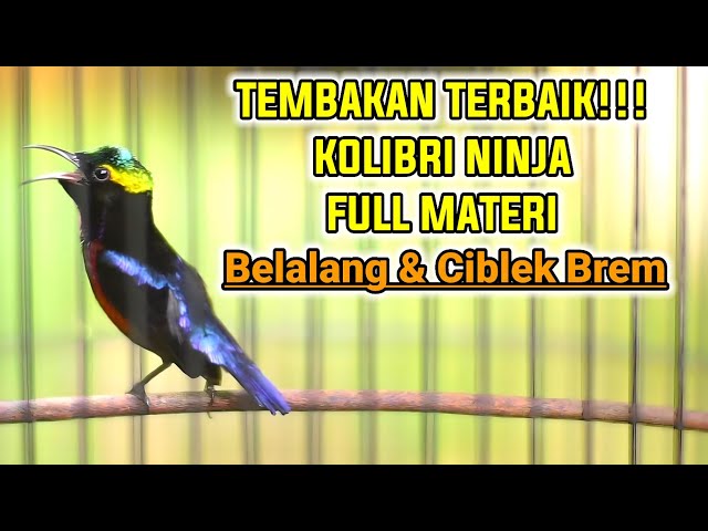 SEKALI PUTAR KONIN APAPUN PASTI GACOR IKUT BONGKAR ISIAN BELALANG EMAS DAN NGEBREN class=