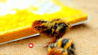 Common quail kids🐥  video it's so cute kids wao😍Birds #animalsnatural #animalsnature #subscribe by Animals World 154 views 2 years ago 19 seconds