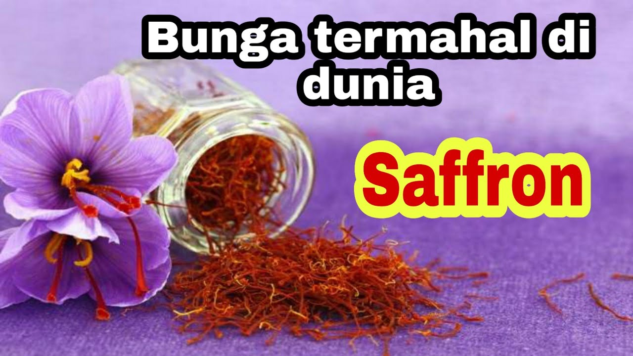 Manfaat saffron buat kesehatan 