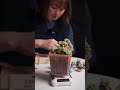 ❤️What a cute little mini vase🌼!!! #succulents #mini vase #creative #quickly #florist