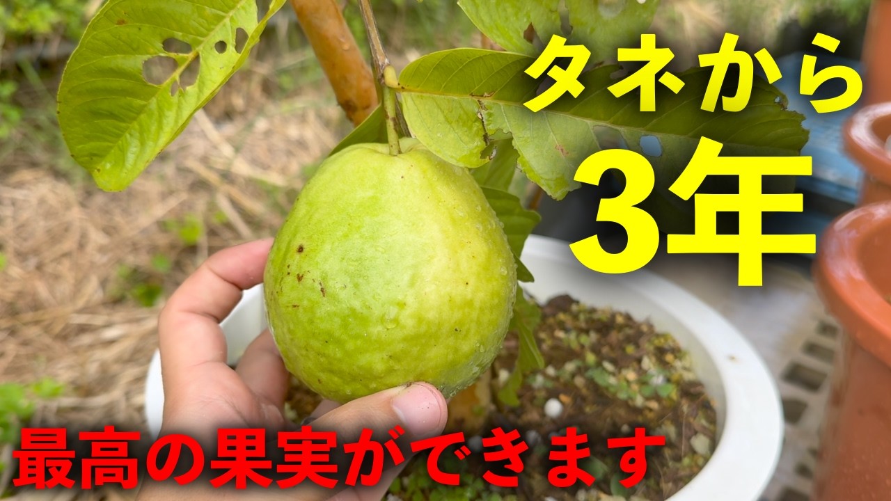 3 years from seed, that fruit has finally - YouTube
