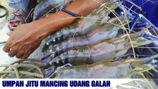 7 Umpan Mancing Udang Galah Paling Ampuh screenshot 4