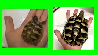 Joe the Eastern Hermann's Tortoise Growth Comparison Since January