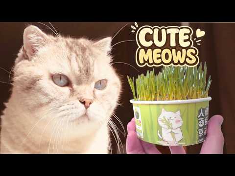 CUTE CATS VLOG! Funny Moments of the Day with Kuma & Yuki ₍^. .^₎⟆ Fluffy Games with Dad Ep. 66