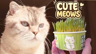 CUTE CATS VLOG! Funny Moments of the Day with Kuma & Yuki ₍^. .^₎⟆ Fluffy Games with Dad Ep. 66