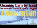 Chores on a Small Dairy Farm- watch our video manure wars the shovel strikes back before this one