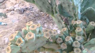 زراعه التين الشوكي في الصحراء فاكهه الصبار cactus fruit