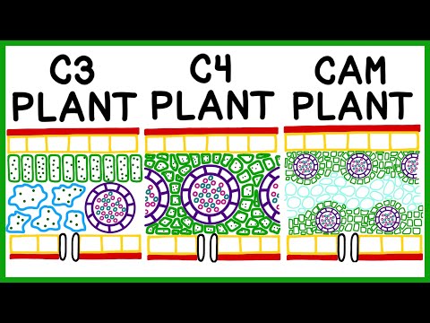 C3, C4 And Cam Plant Photosynthesis x Photorespiration