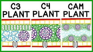 C3, C4 and CAM Plant Photosynthesis & Photorespiration