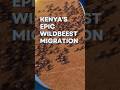 Environmental impactskenyas epic wildebeest migration sheer magnitudeafricas wildlife migration