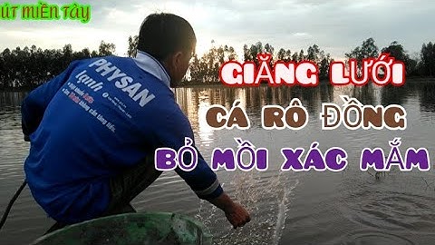 GIĂNG LƯỚI CÁ RÔ ĐỒNG BỎ MỒI XÁC MẮM/ MÙA NƯỚC NỔI / ÚT MIỀN TÂY