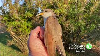 Yellow-billed Cuckoo | Nature Near You