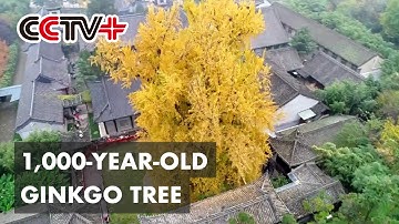 1,000-Year-Old Ginkgo Tree Attracts Tourists To Northwest China