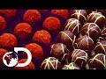 The Whole Process Of Making Chocolate | How Do They Do It?