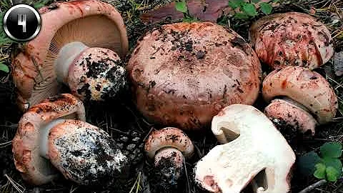 ТОП-10 САМЫХ РЕДКИХ ГРИБОВ СНГ