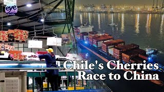 Chili exporteert 90 procent van de 131.000 ton kersenoogst naar China; het aantal chartervluchten is gestegen tot 32.