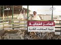 أسرار تربية الماعز العمانية في قطر رحلة شغف وهواية تجمع بين التراث والإتقان مراح أسرار تربية الماعز العمانية في قطر رحلة شغف وهواية تجمع بين التراث والإتقان مراح