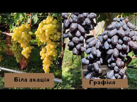 Біла акація та Графіня Калугіна В М