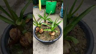 Crinum Lily Plant blooming update video #home gardening #beatifulnature #youtubeshorts #nature