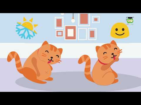 Video: Tại Sao Mèo Có Lông