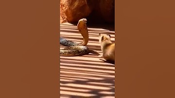 Cobra vs Mongoose 2.0 #snake #facts #cobra #kingcobra #mongoose #cobravsmongoose