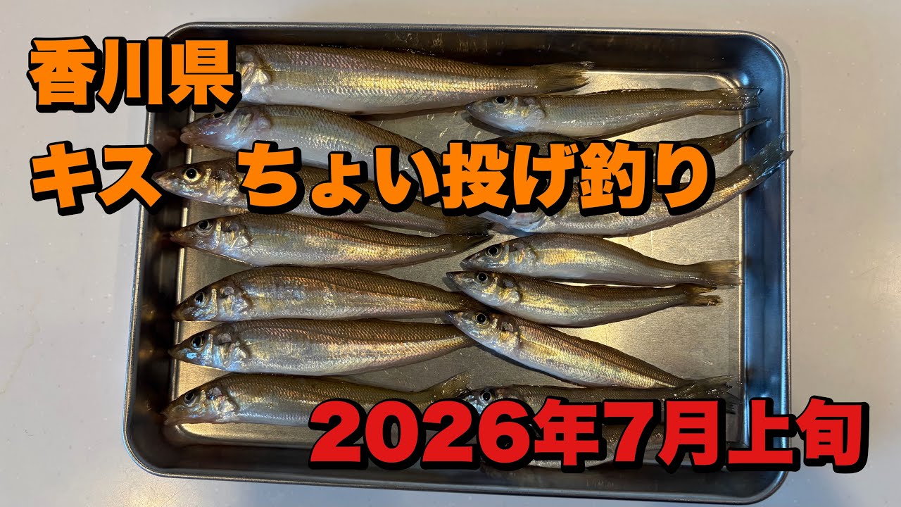 2026年7月上旬 香川県 キス ちょい投げ釣り - YouTube