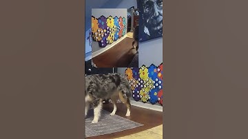 Australian Shepherd Puppy Has Mommy Trained - Talking Dog - FluentPet Talking Buttons