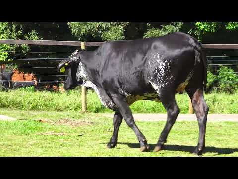 LOTE 25 M9075 FAMA TNV SOYSAUCE FIV DA PALMA   9270CM