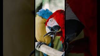 The Stunning Green-Winged Macaw Up Close! ❤️💚🦜