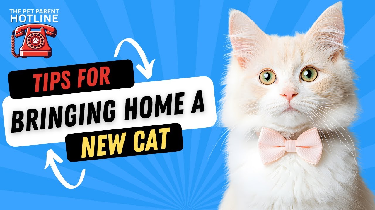 Bringing Home a New Cat? Build Trust Fast With the CATS Method Bringing Home a New Cat? Build Trust Fast With the CATS Method