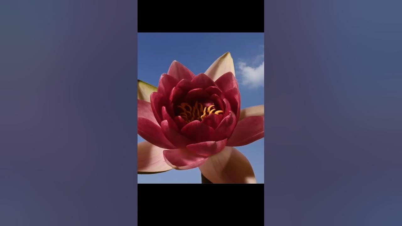 The simple beauty of a Water lily flower opening in time lapse. 4K #waterlily #timelapse #timelapse The simple beauty of a Water lily flower opening in time lapse. 4K #waterlily #timelapse #timelapse