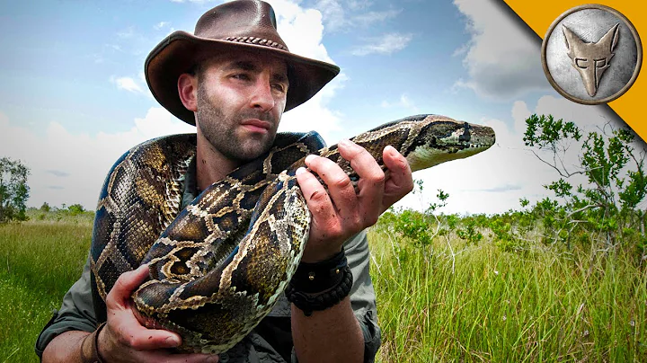 Giant Snake of the Everglades - The Invasive Burmese Python - DayDayNews