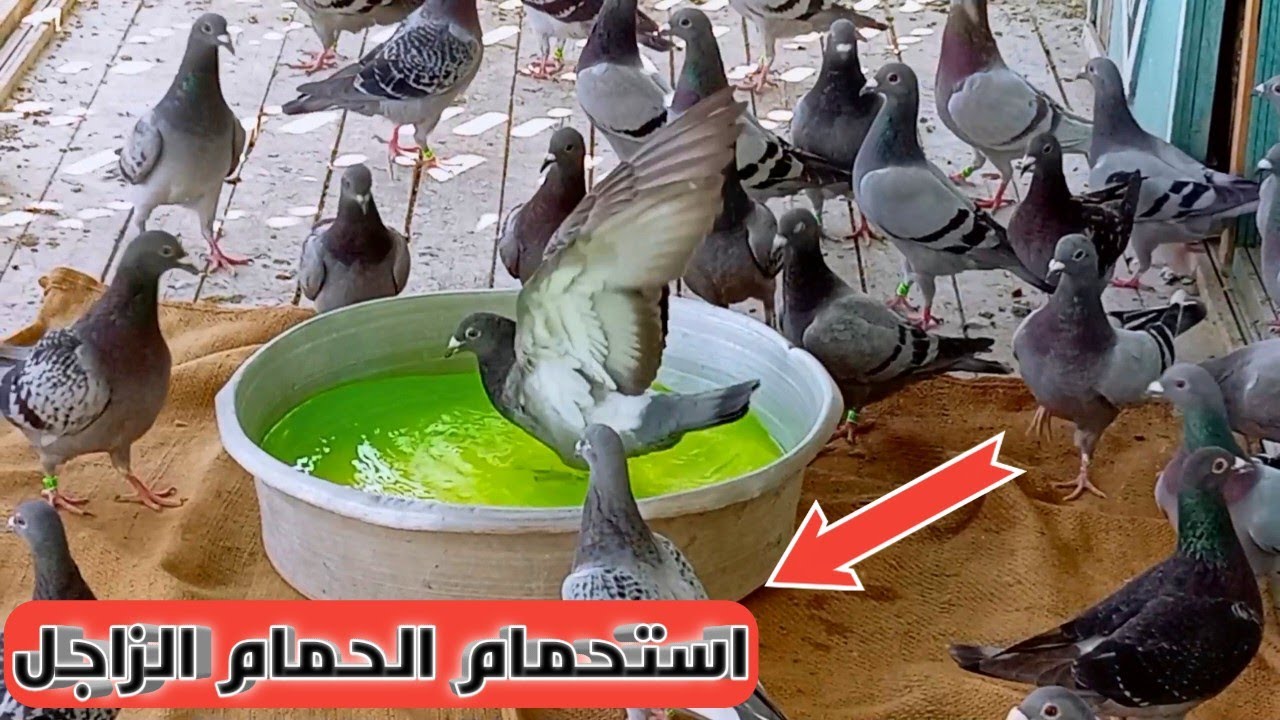 موسم الصيف دخل ولازم نجهز للقلش استحمام الحمام الزاجل