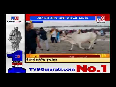 Stray cattle take control at Gomati River bank, devotees & tourists face difficulty Dwarka |TV9News