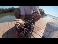 HOW TO TAKE A STONE CRAB CLAW! Stone crab Claw Harvesting new method - Menippe mercenaria